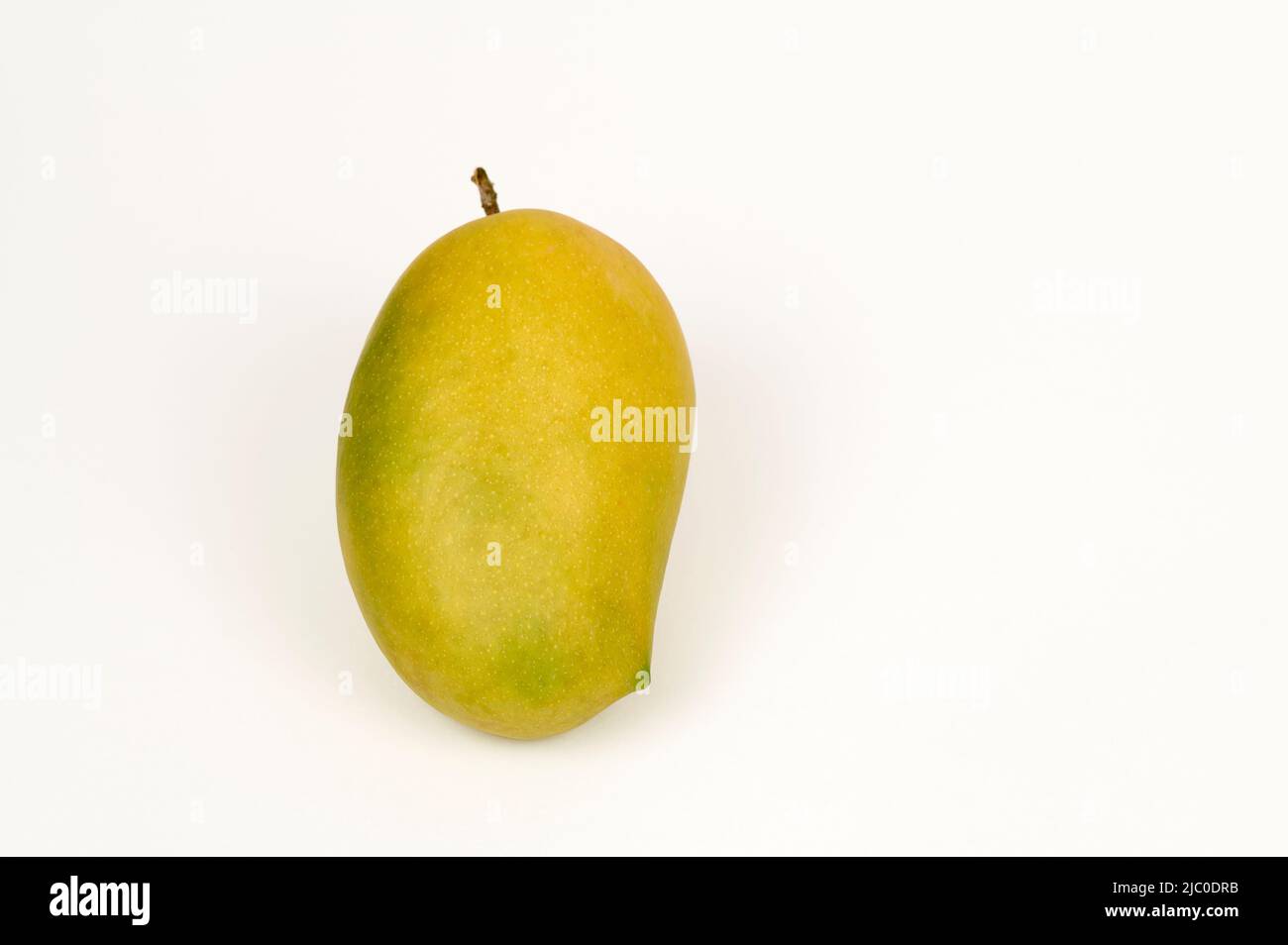 Closeup view of single Kesar Mango on a white background Stock Photo