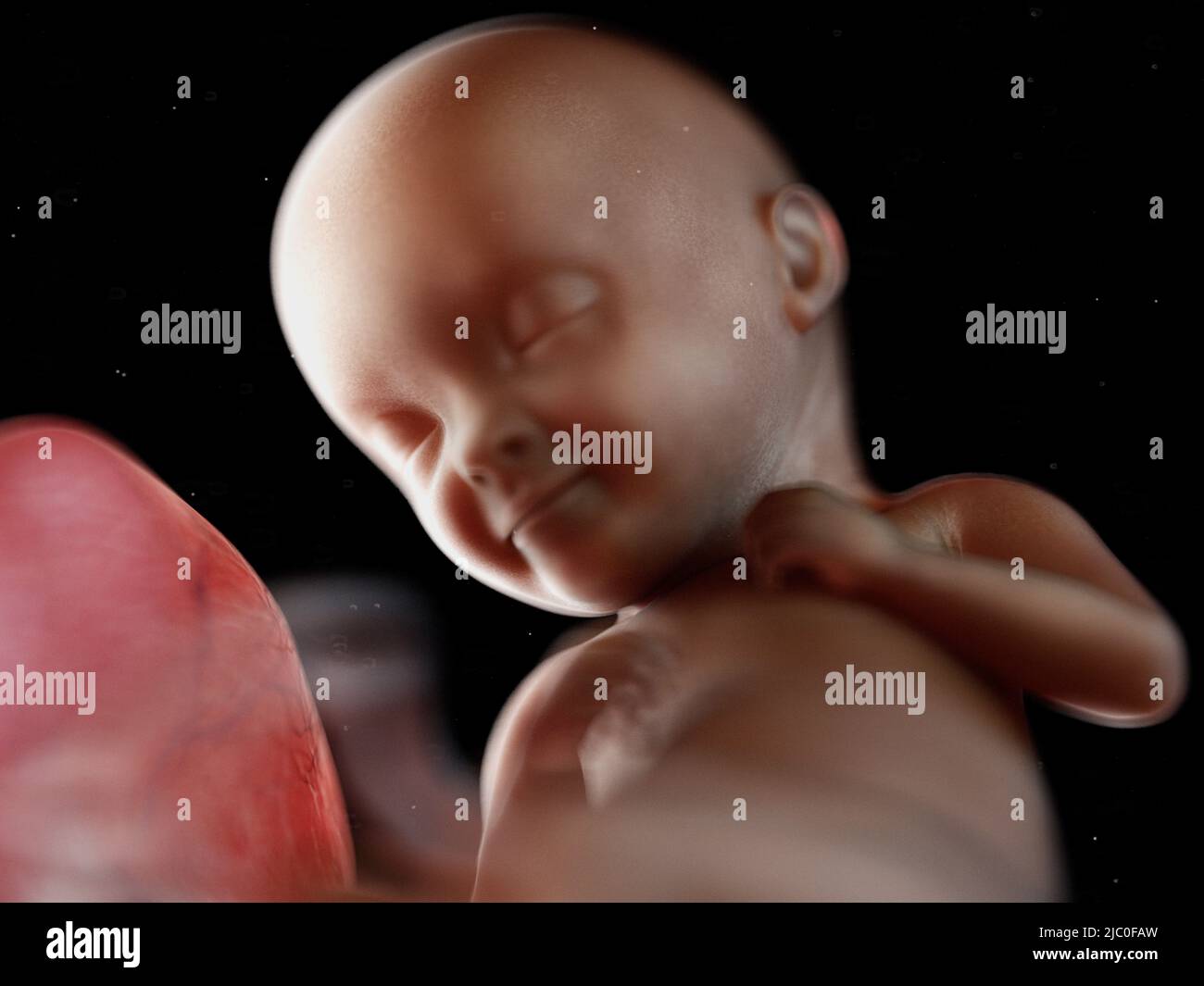 3d rendered medically accurate illustration of a black fetus Stock Photo