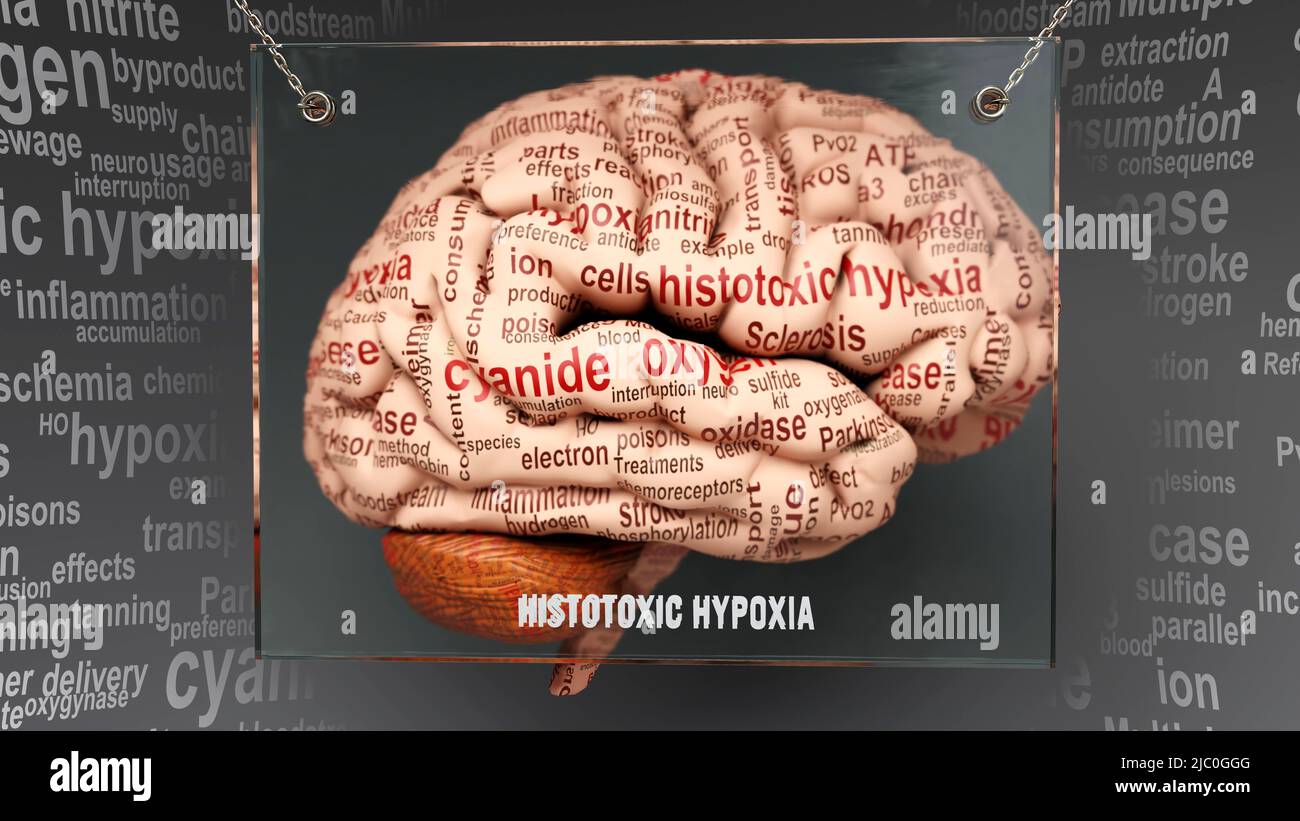 Histotoxic hypoxia in human brain - dozens of terms describing its properties painted over the brain cortex to symbolize its connection to the mind.,3 Stock Photo