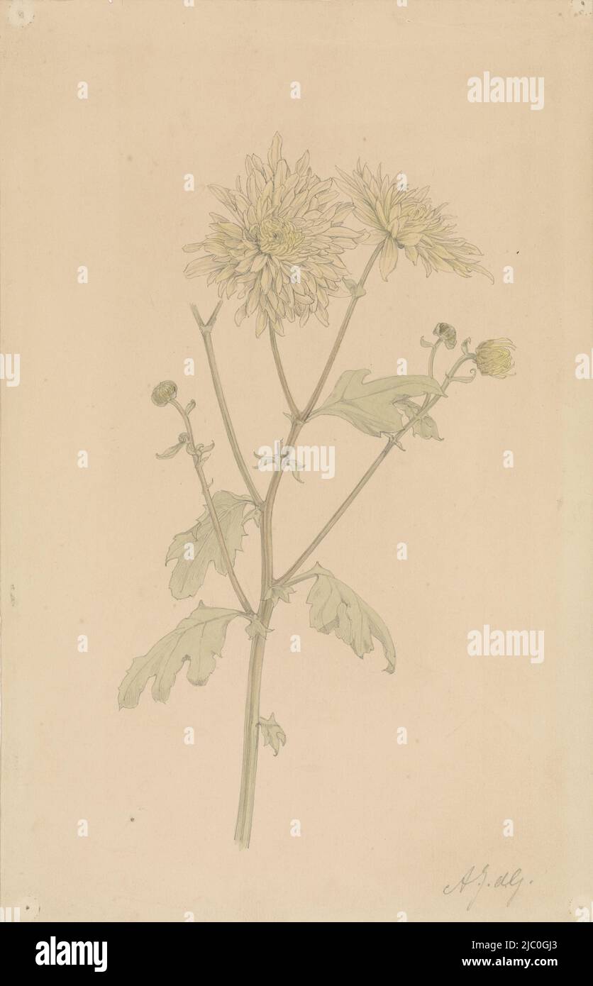 White chrysanthemum, draughtsman: Julie de Graag, 1887 - 1924, paper, brush, h 353 mm × w 226 mm Stock Photo