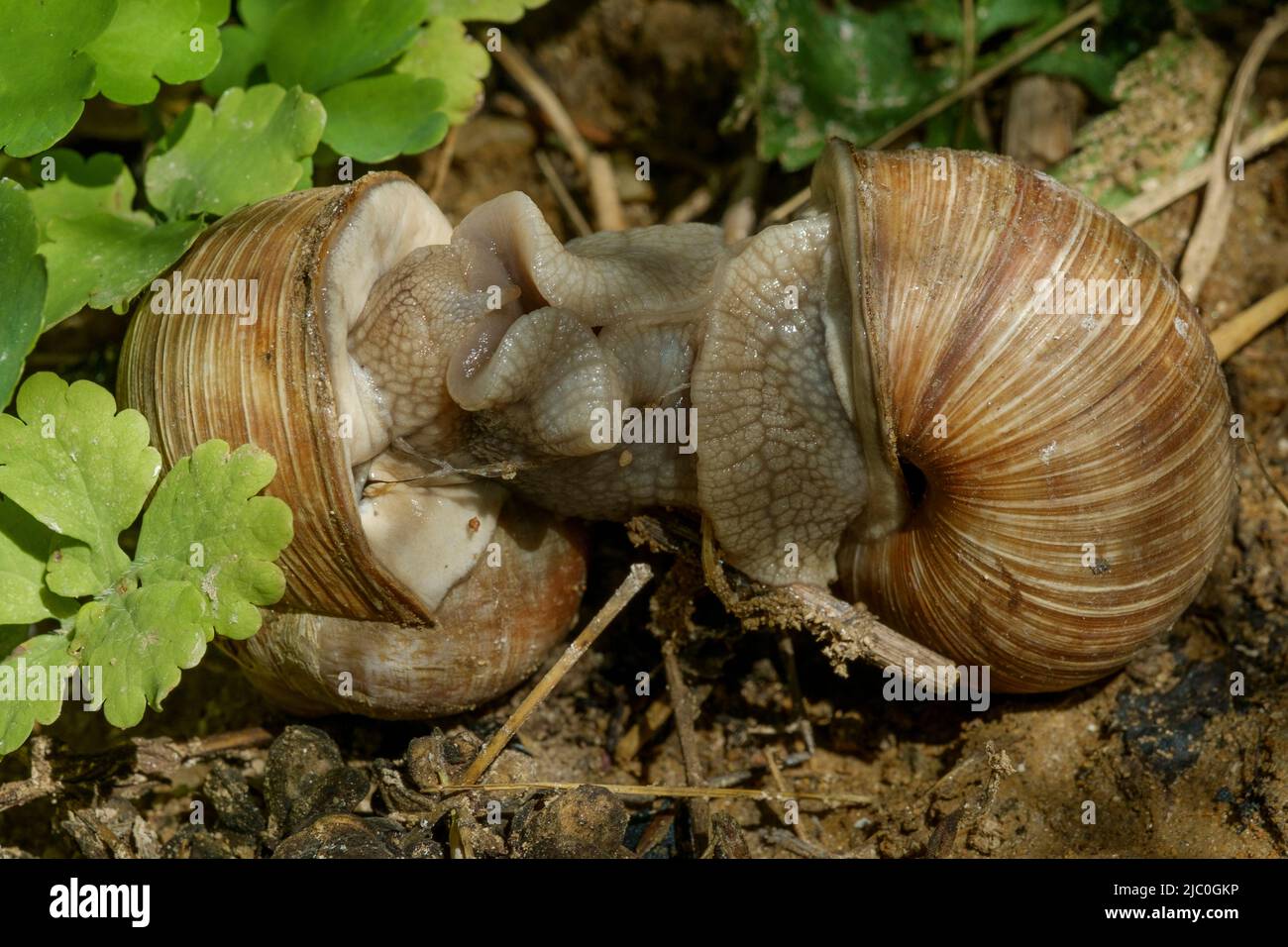 roman edible burgundy snails helix pomatia mating in rural garden hungary Stock Photo