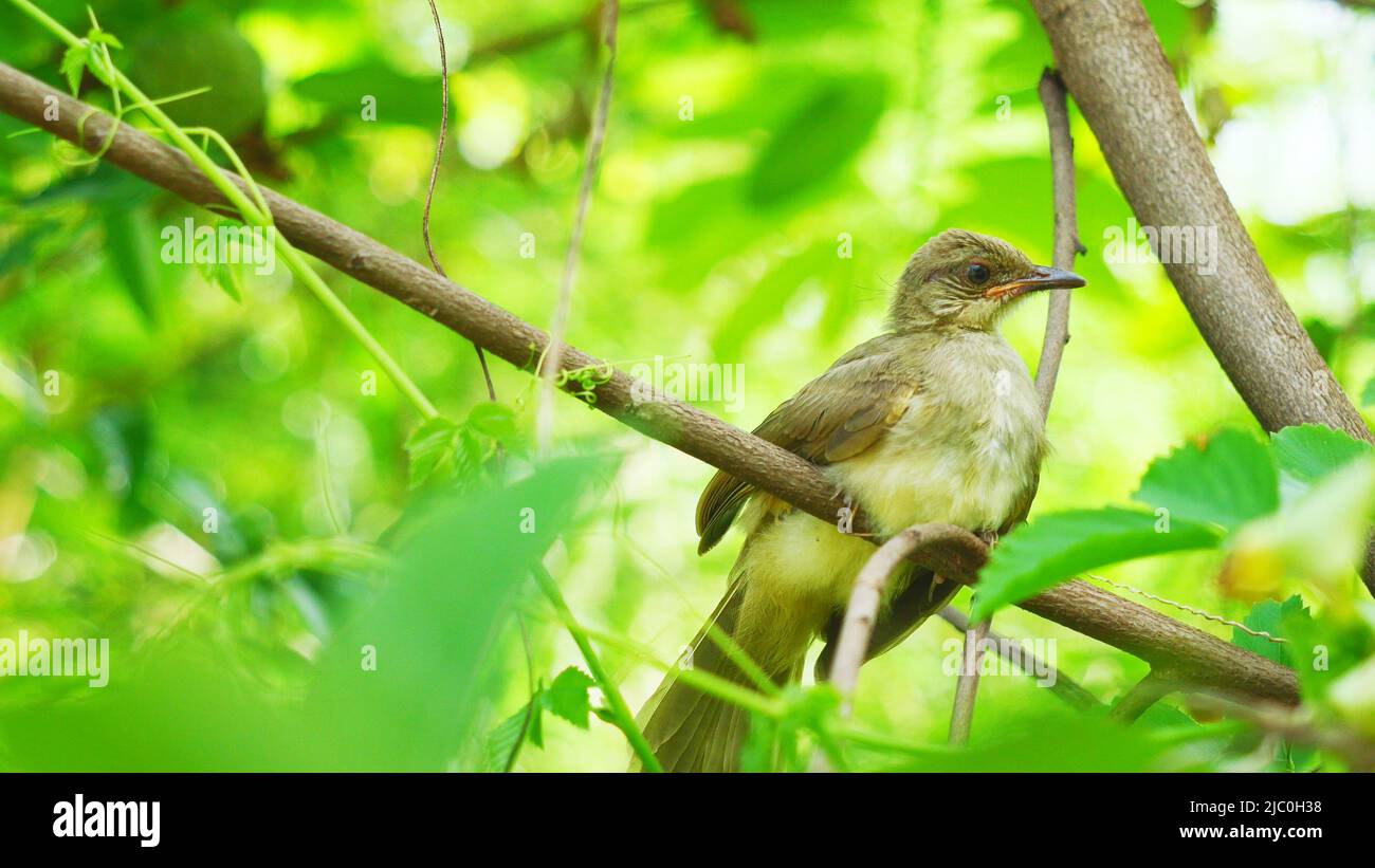 Streak-eared Bulbul (Pycnonotus blanfordi) bird on tree with natural green leaves in background Stock Photo