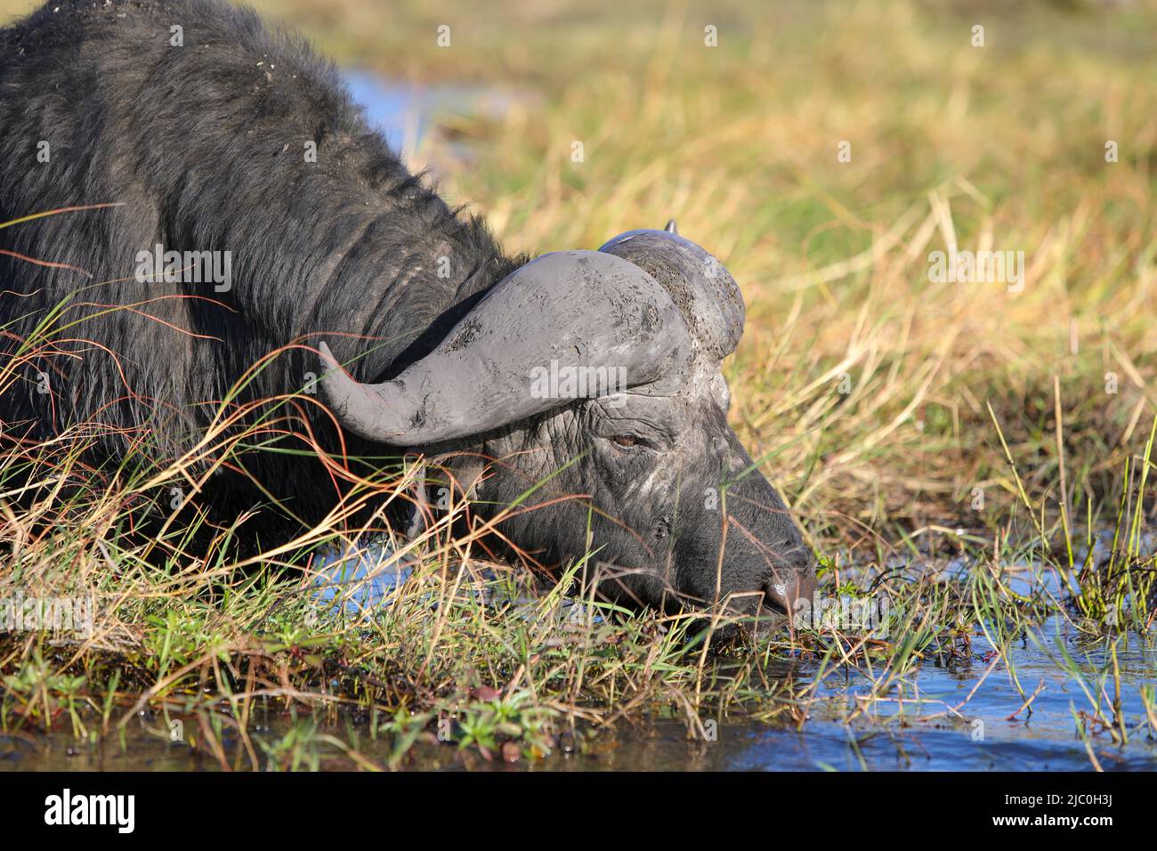 African buffalo eating fresh gras Stock Photo