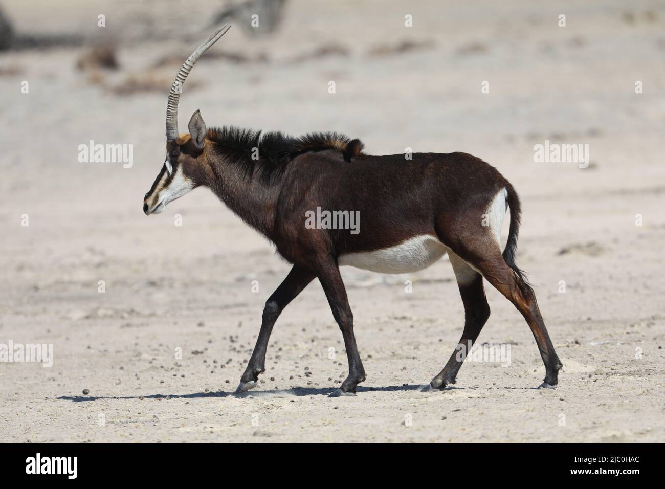 sable antelope Stock Photo