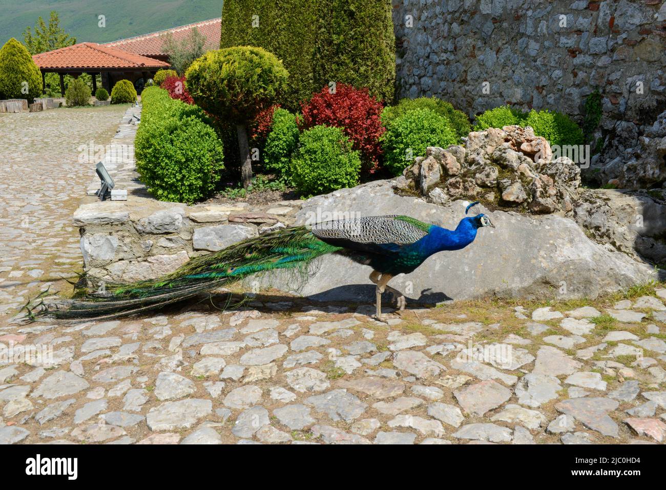 Peacock at the monastery of Saint Naum on Macedonia Stock Photo