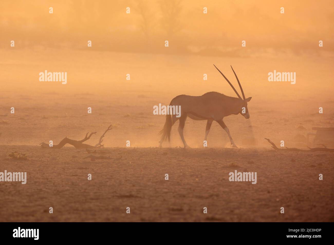 Beisa Oryx in dusty Sundown Stock Photo