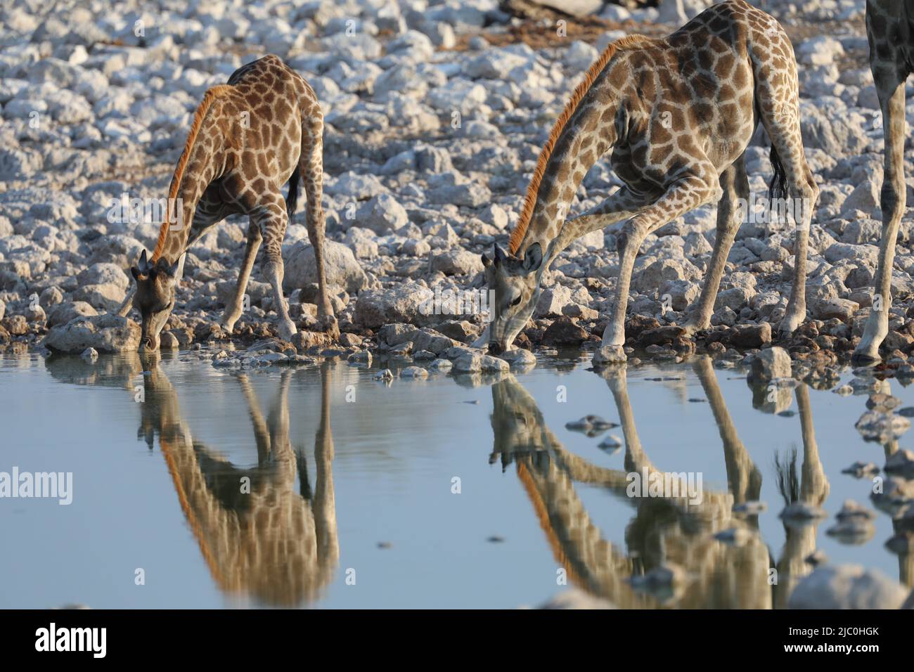 South african giraffe stock photo alamy