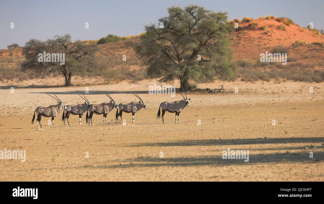 Beisa Oryx Stock Photo
