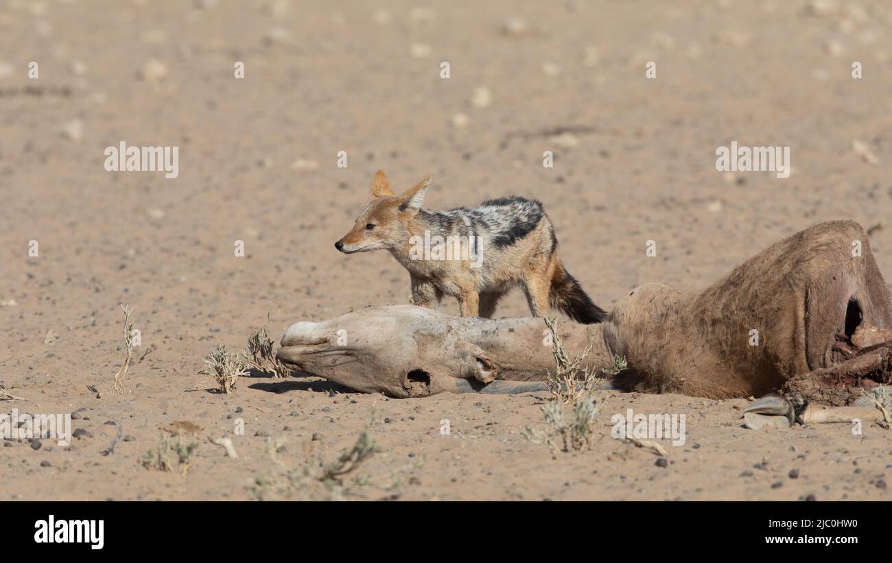 silver-backed jackal Stock Photo