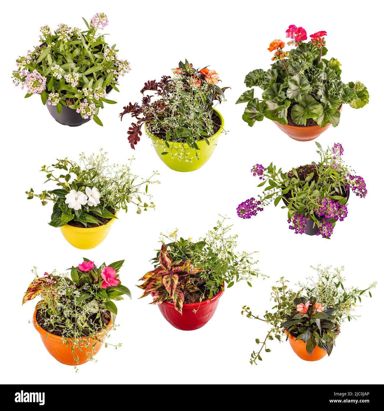 Set of beautiful summer flowers composition isolated on white background Stock Photo