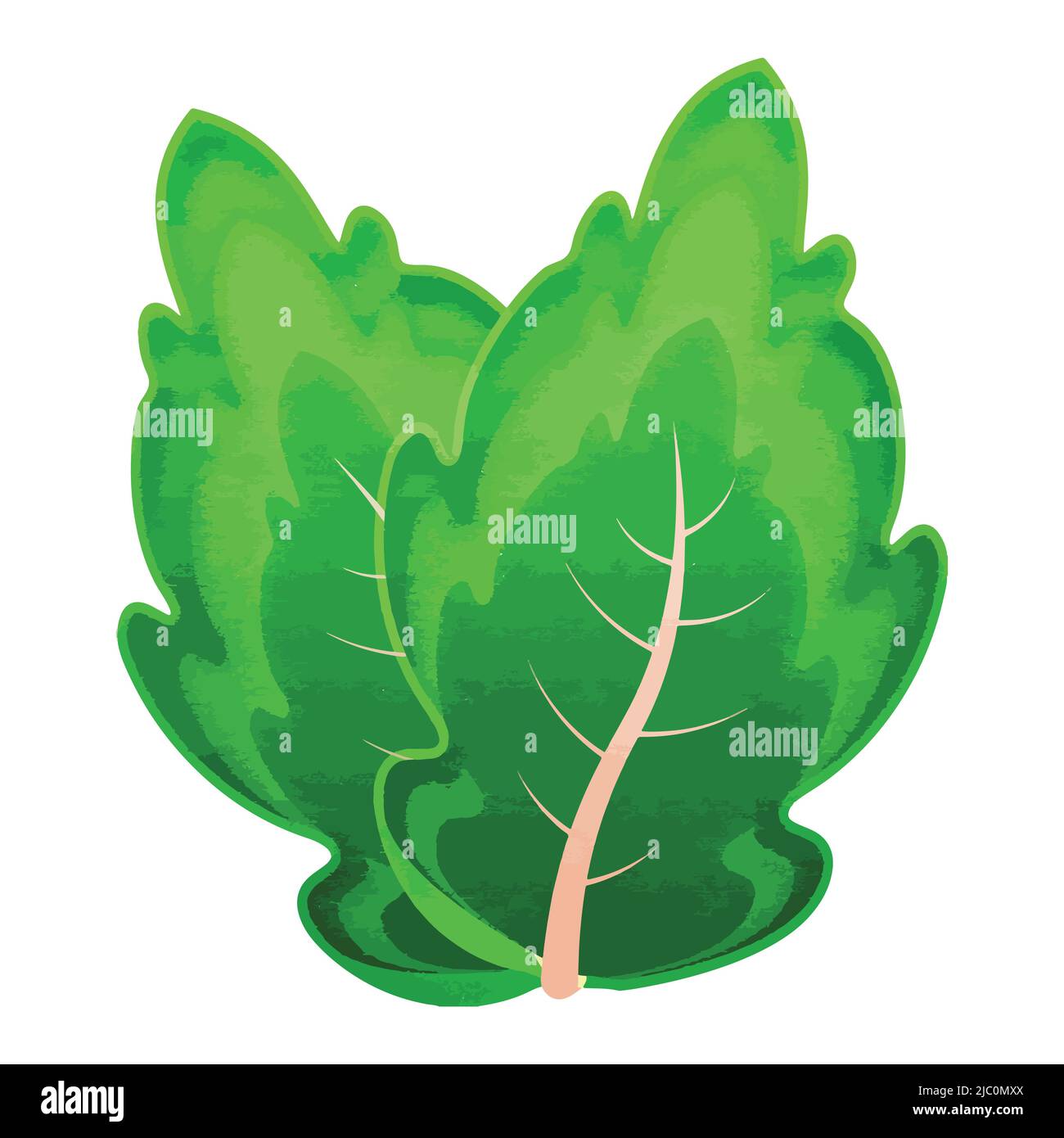 Flat Illustration Of Mint Leaves Element Stock Vector Image & Art - Alamy