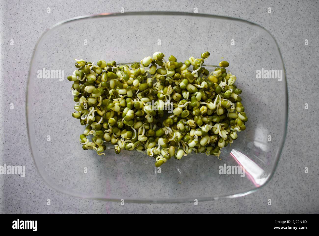 Closeup of sprouted mung beans in transparent glass bowl on gray counter background isolated top down view Growing beans sprouts Sprouting green gram Stock Photo