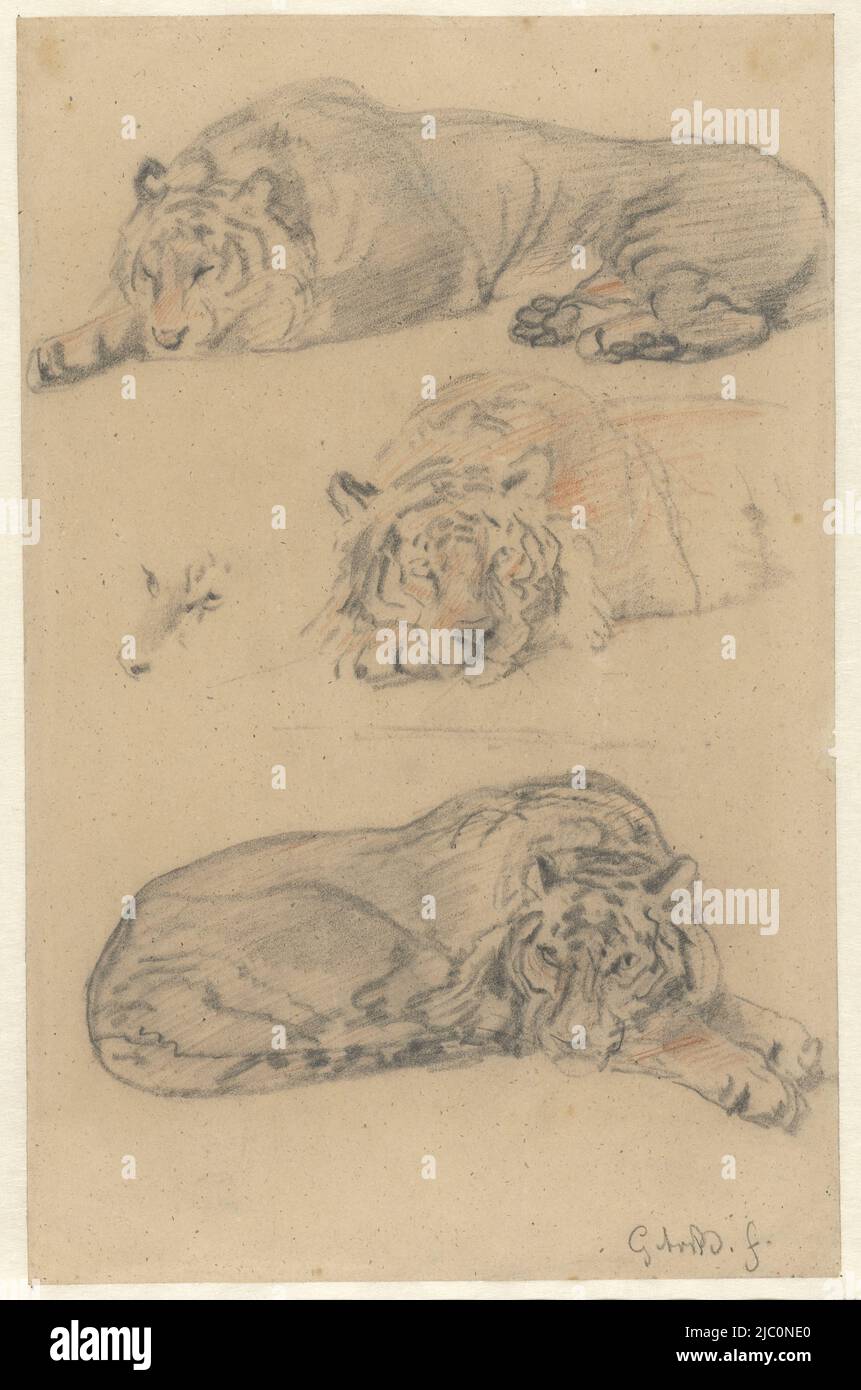 Three studies of a tiger, draughtsman: Guillaume Anne van der Brugghen, 1821 - 1891, paper, h 333 mm × w 215 mm Stock Photo