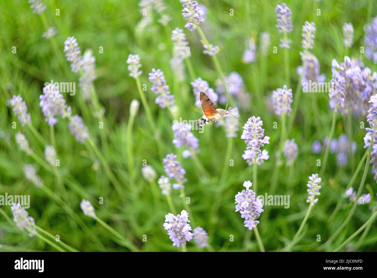 Pictures of bees, and other insects in lavender flowers Stock Photo