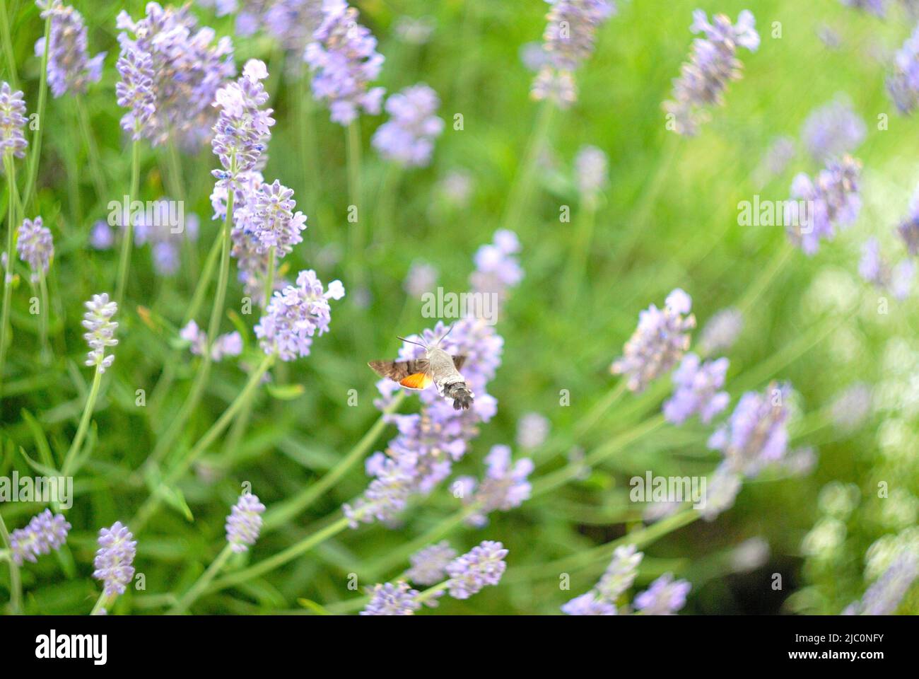 Pictures of bees, and other insects in lavender flowers Stock Photo