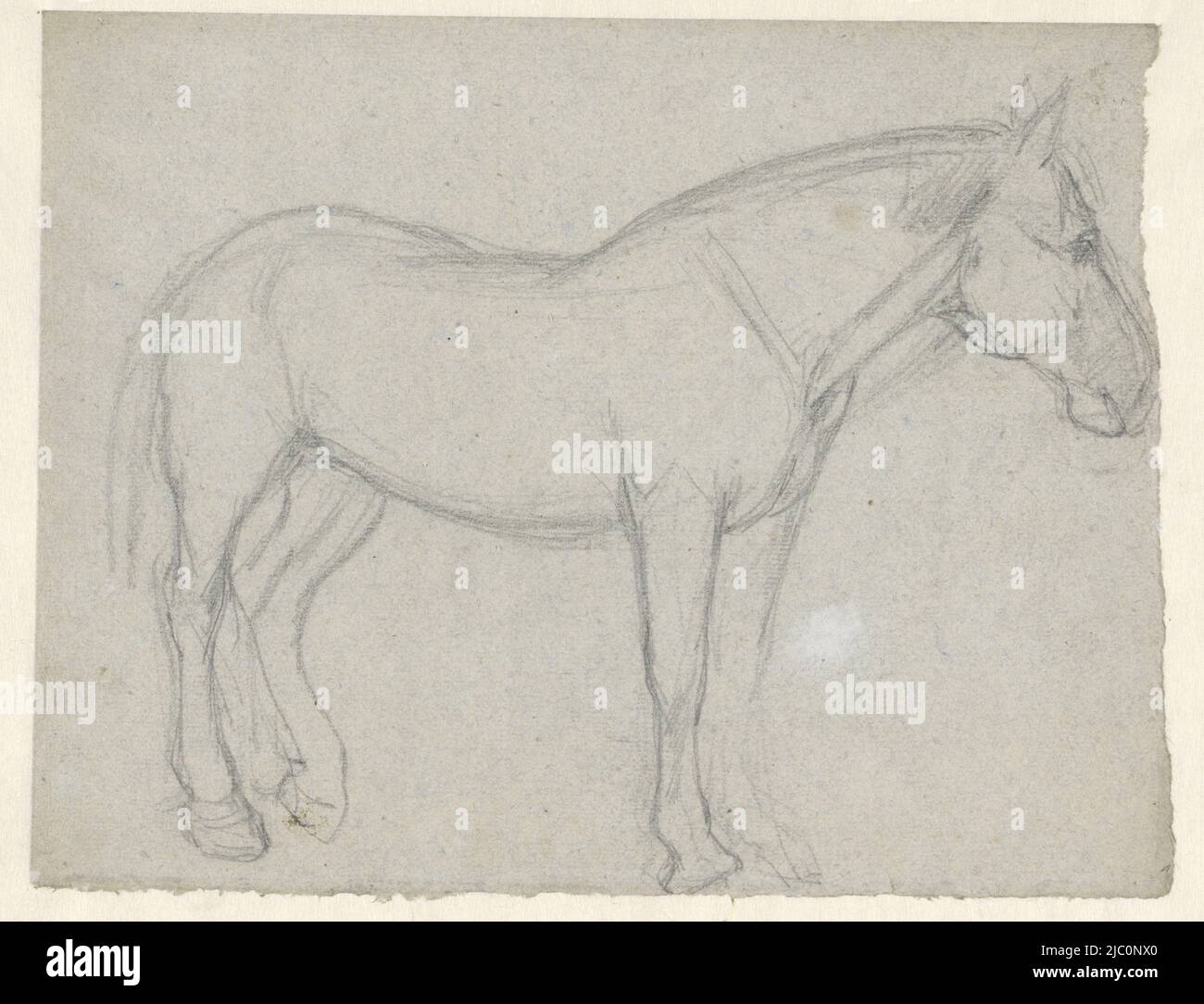 Study of a horse, draughtsman: Jan Kuyper, 1855 - 1912, paper, h 237 mm × w 306 mm Stock Photo