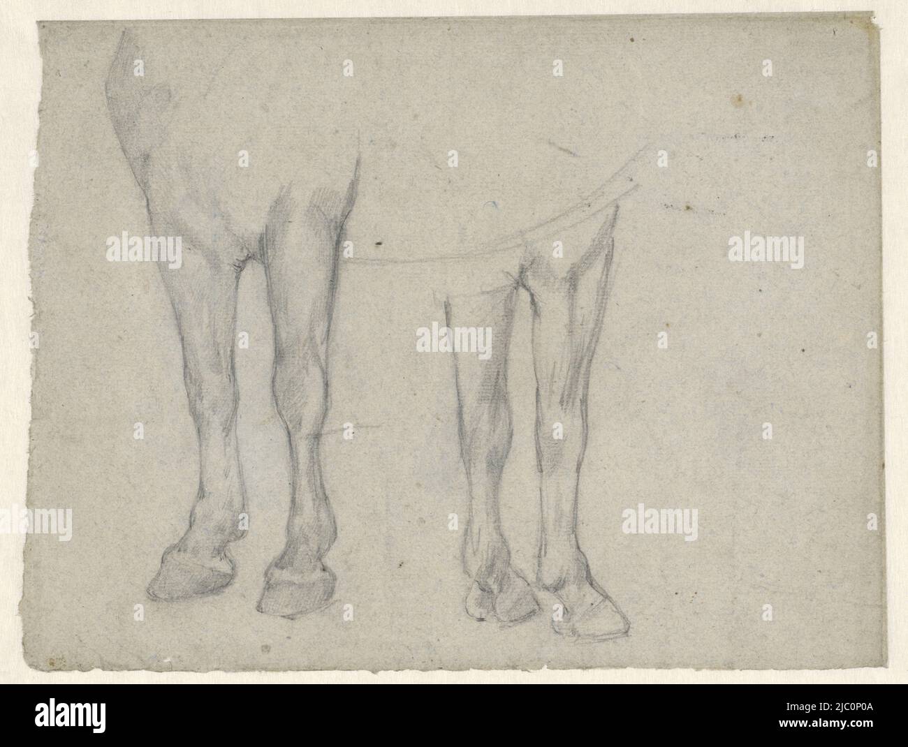 Studies of a horse, draughtsman: Jan Kuyper, 1855 - 1912, paper, h 235 mm × w 305 mm Stock Photo