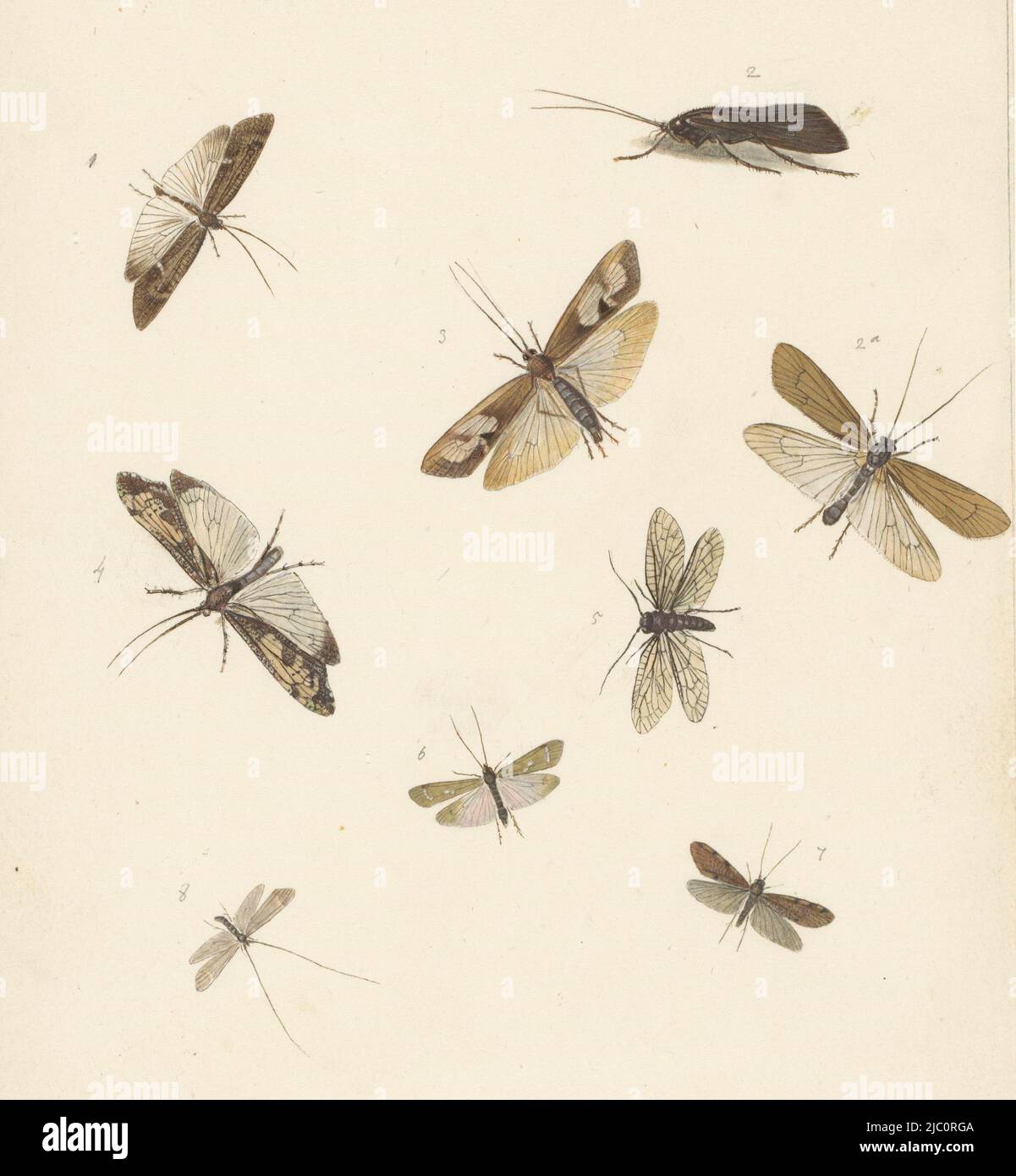 Study sheet with eight moths, draughtsman: Albertus Steenbergen, 1824 - 1900, paper, brush, h 189 mm × w 159 mm Stock Photo