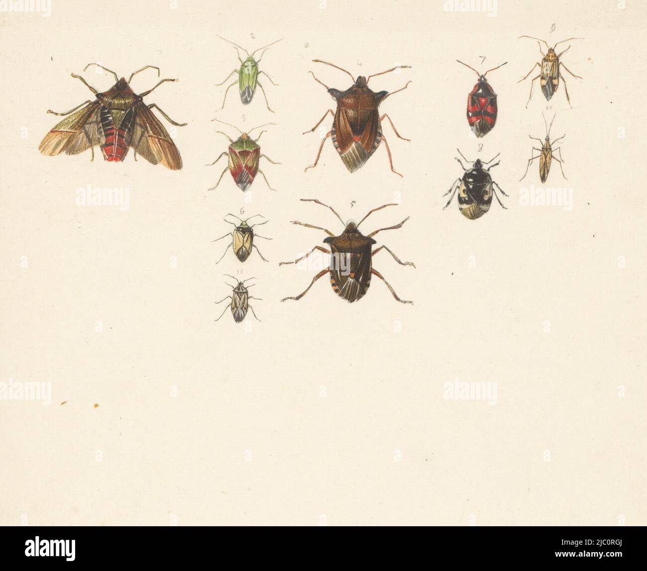 Study sheet with eleven different beetles, draughtsman: Albertus Steenbergen, 1824 - 1900, paper, brush, pen, h 201 mm × w 159 mm Stock Photo