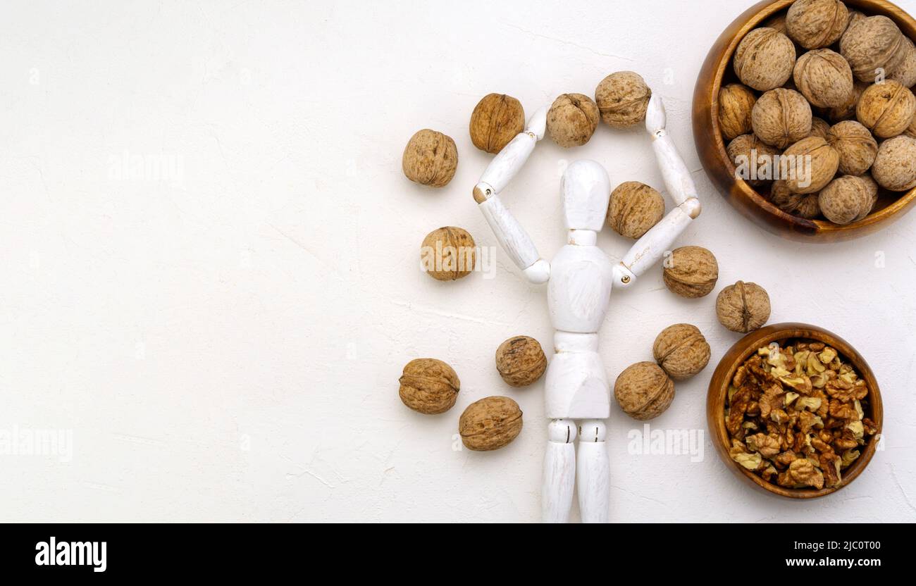 Walnut in human brain. The study. Anatomical concept of the brain in