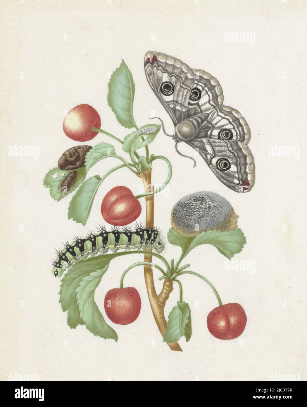 Branch with sweet cherry with the metamorphosis from a caterpillar to a butterfly, Metamorphosis of a Small Emperor Moth, draughtsman: Maria Sibylla Merian, (workshop of), draughtsman: Dorothea Maria Gsell, (attributed to), after 1679, parchment (animal material), h 192 mm × w 155 mm Stock Photo
