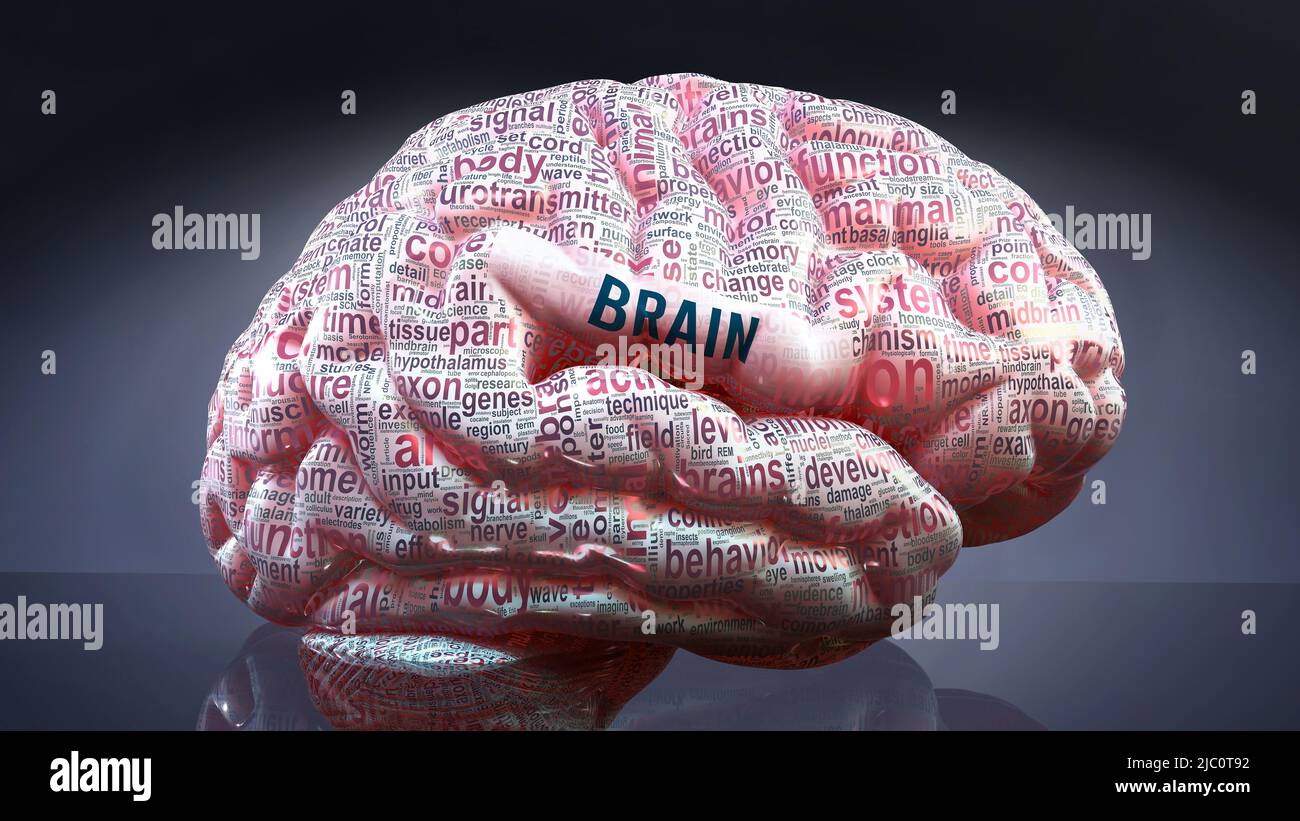 Brain in human brain, hundreds of crucial terms related to Brain ...
