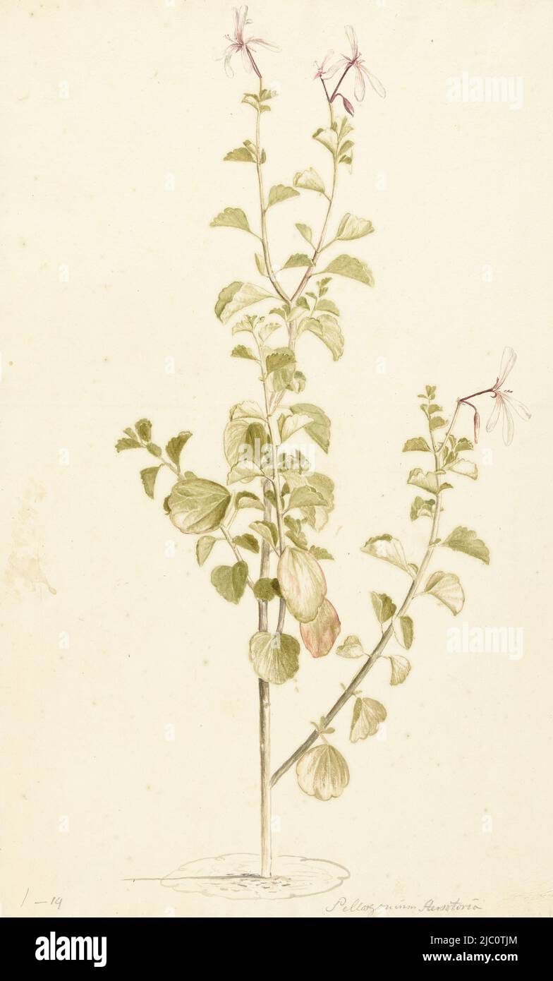 Flowering Pelargonium, draughtsman: Laurens Vincentsz. van der Vinne, 1668 - 1729, paper, brush, h 530 mm × w 360 mm Stock Photo