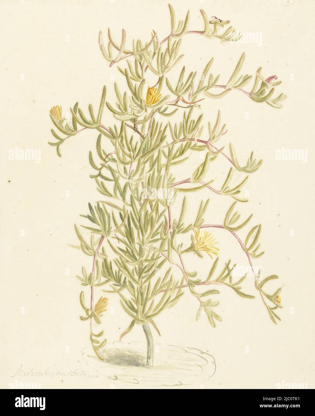 Flowering Mesembryanthemum from the family of Aizoaceae, draughtsman: Laurens Vincentsz. van der Vinne, 1668 - 1729, paper, brush, h 422 mm × w 371 mm Stock Photo