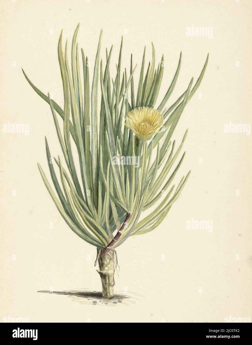 Narrow-leaved Iceplant in Bloom, draughtsman: Laurens Vincentsz. van der Vinne, 1668 - 1729, paper, brush, h 530 mm × w 370 mm Stock Photo