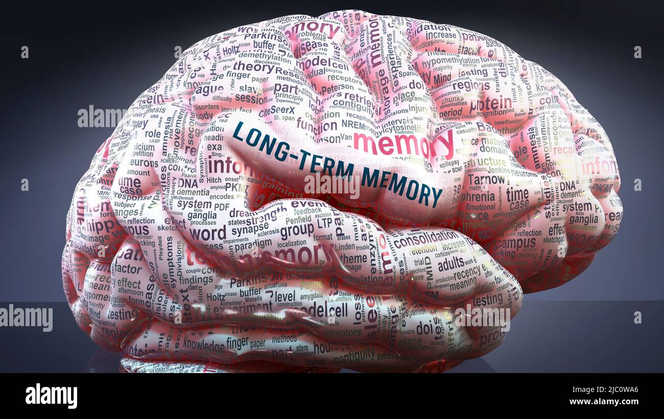 Long term memory in human brain, hundreds of terms related to Long term memory projected onto a cortex to show broad extent of this condition,3d illus Stock Photo