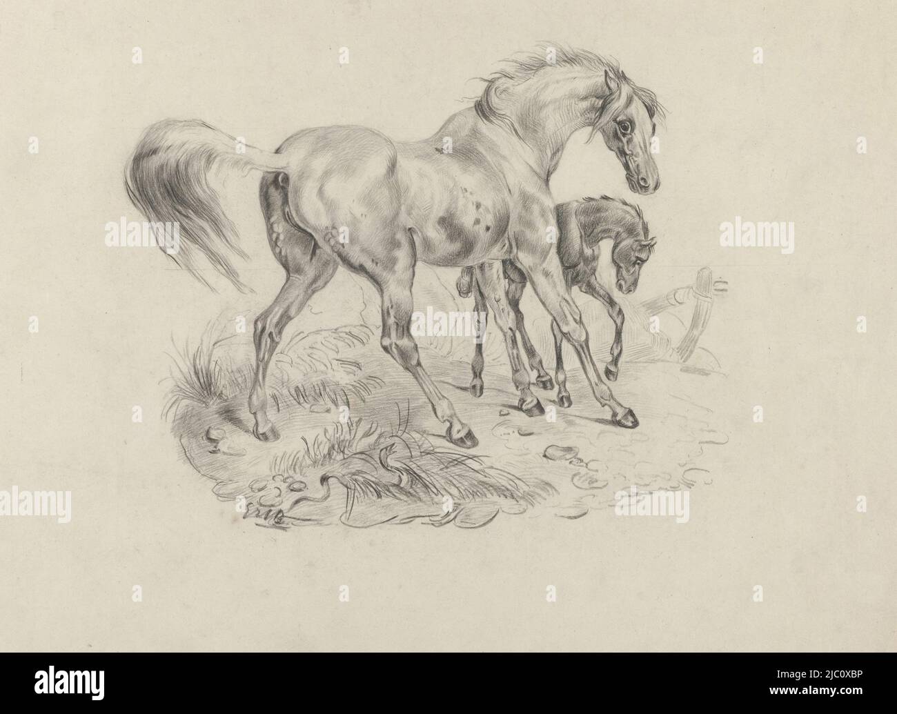 Arabian horse with foal, draughtsman: George Hendrik Breitner, Schmidt (graveur), 1867 - 1923, paper, h 298 mm × w 378 mm Stock Photo