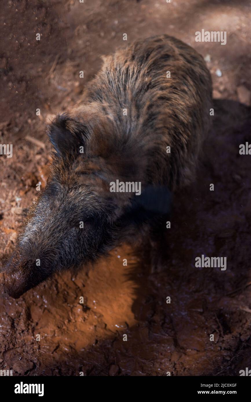 Wild boars shaking off mud seen from above Stock Photo - Alamy