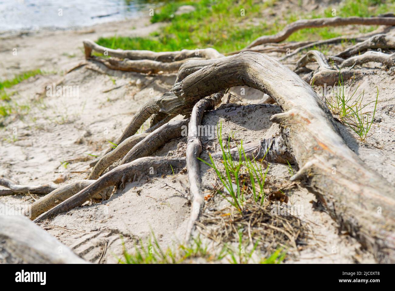Exposed old tree roots leading to the lake Stock Photo - Alamy