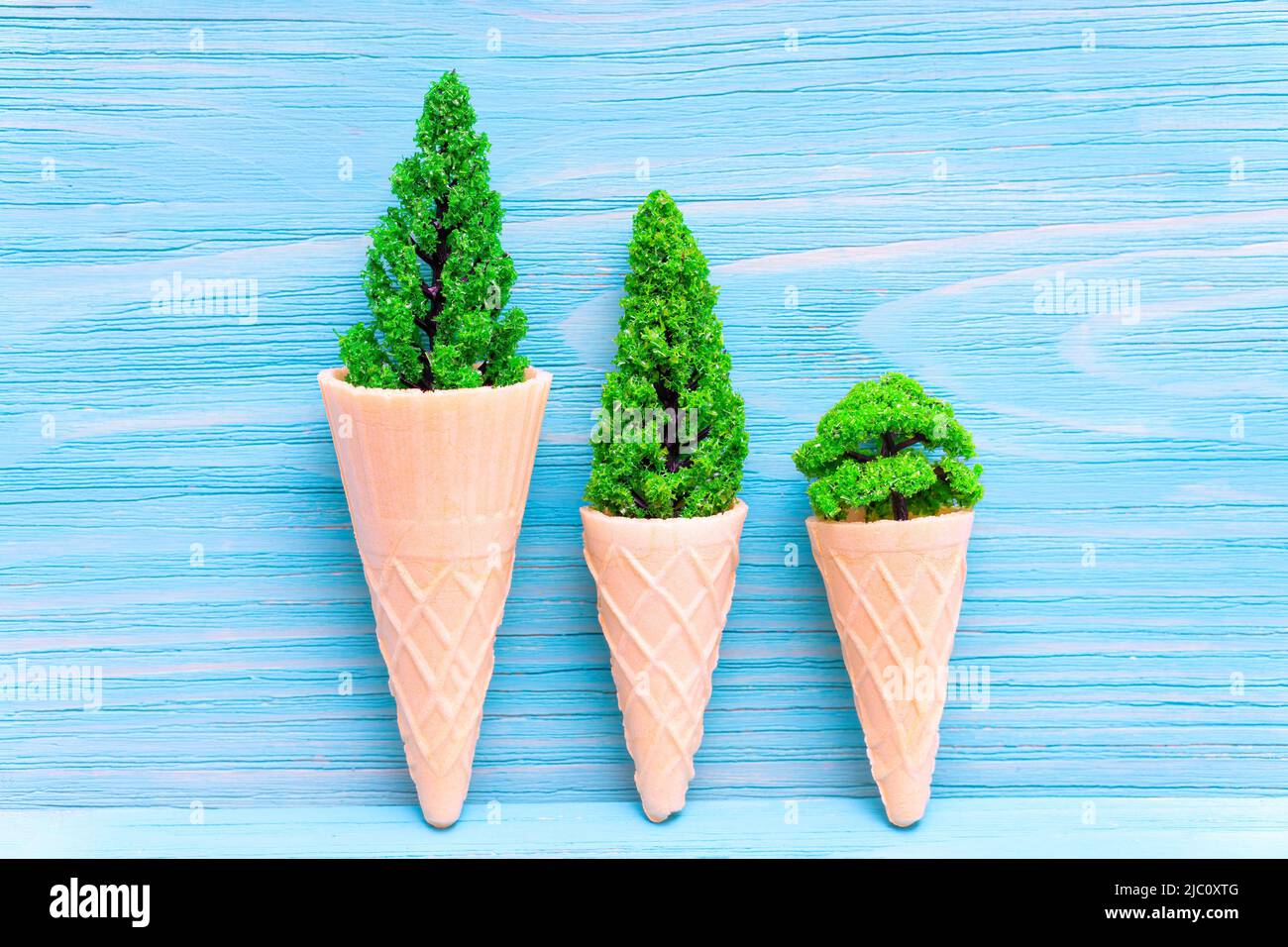 Three tiny trees in waffle cones isolated on a blue textured wooden background. Stock Photo