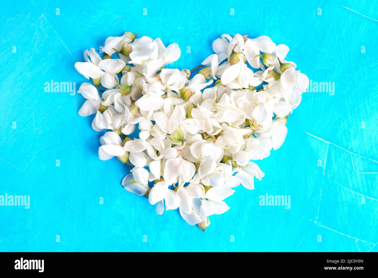 Heat shape made from white acacia flowers on a blue background. Innocence and purity concept. Mother's day card. Stock Photo
