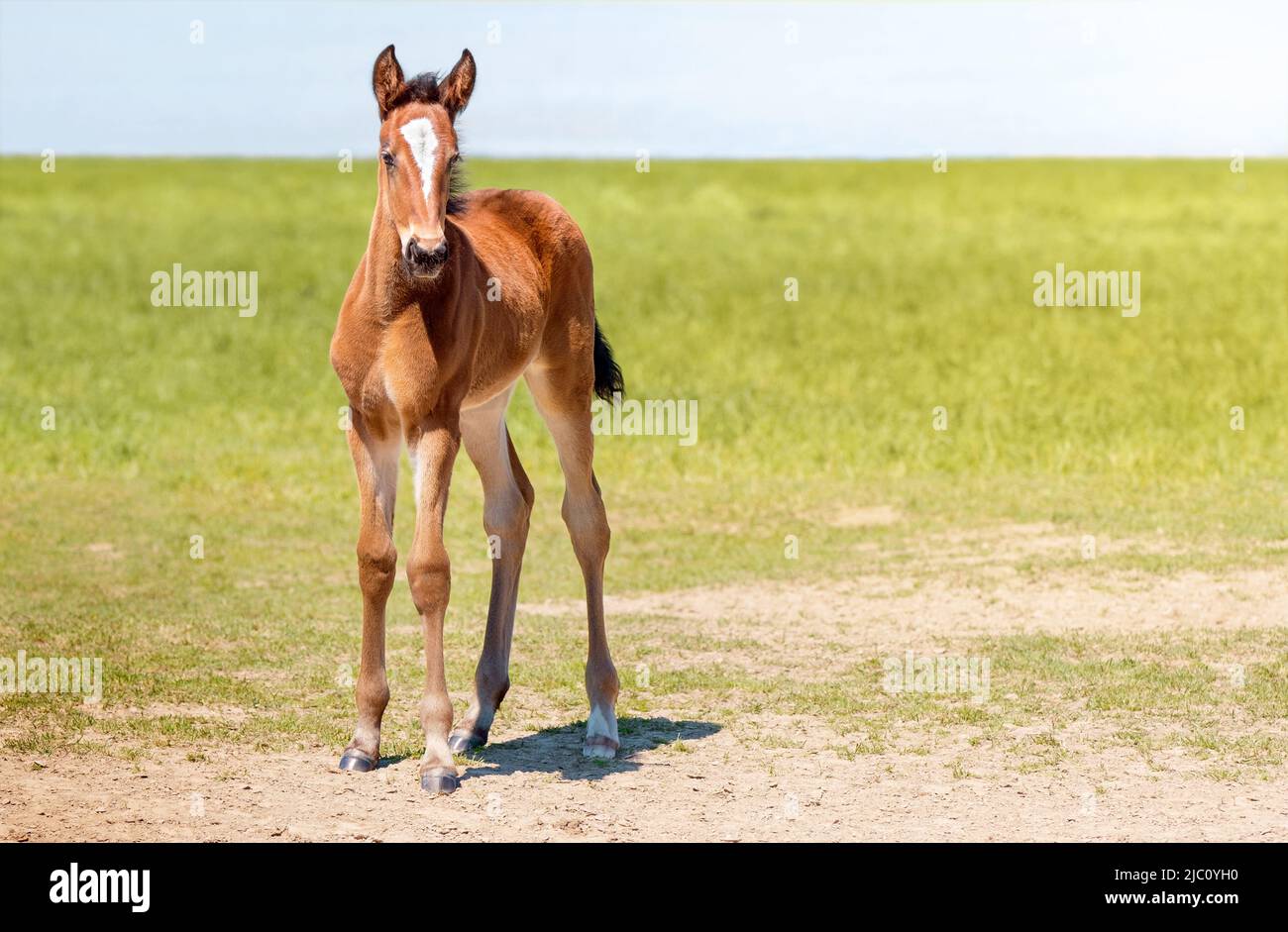 Foal close-up. Portrait of a thoroughbred colt grazing in a meadow. Pasture on a sunny summer day. Summer background Stock Photo