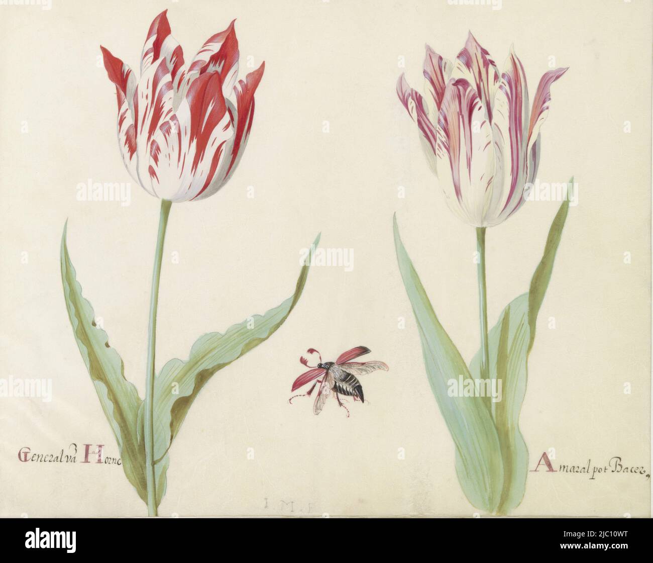 The drawing is part of an album, Two tulips with flying beetle General va(n) Horne / Amaral pot Bacer., draughtsman: Jacob Marrel, (mentioned on object), 1637, parchment (animal material), brush, h 265 mm × w 335 mm Stock Photo