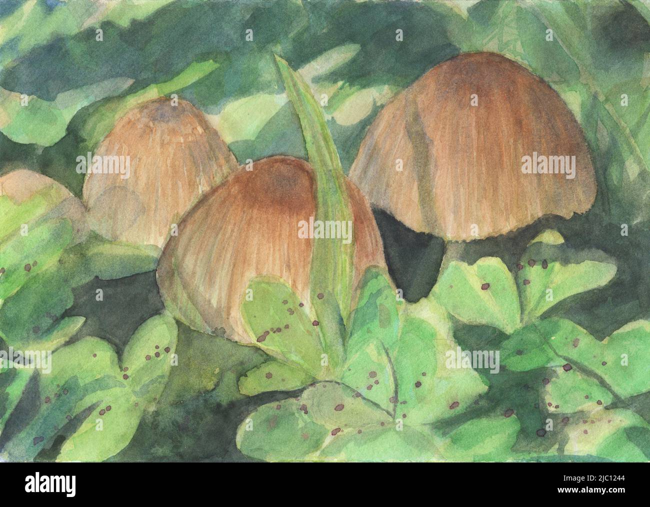 mushrooms watercolor painting art illustration Stock Photo