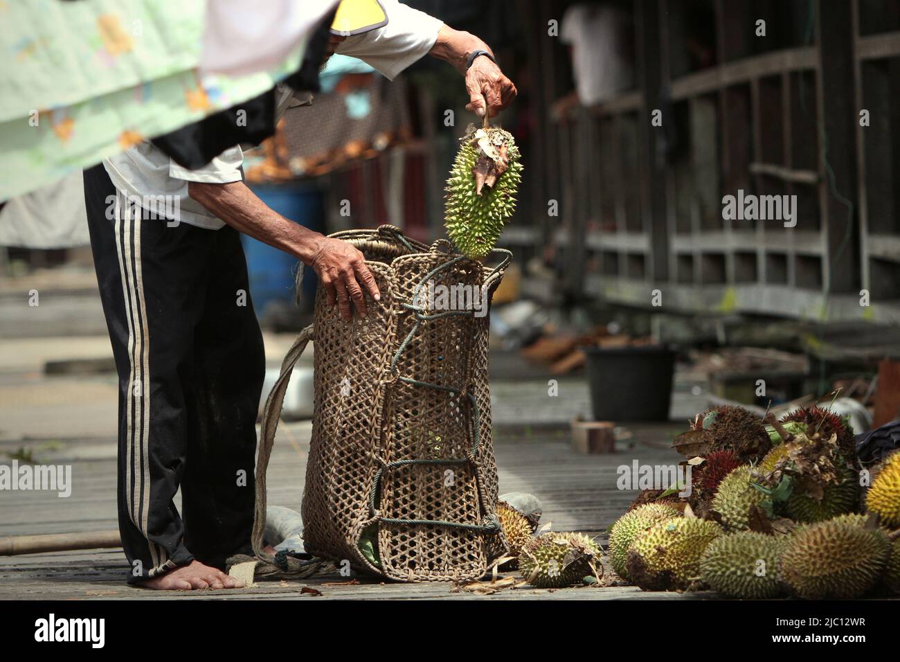 A man unloading freshly harvested durian fruits out of his rattan bag at the longhouse of traditional Dayak Iban community in Sungai Utik, Batu Lintang, Embaloh Hulu, Kapuas Hulu, West Kalimantan, Indonesia. Stock Photo