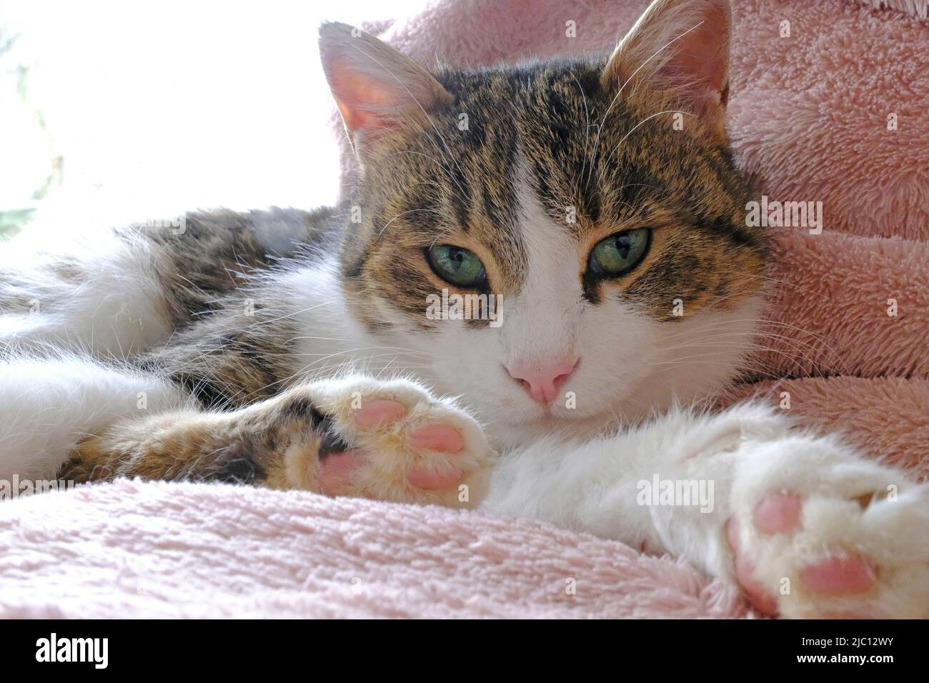 Adult female Tabby cat staring at the camera Stock Photo