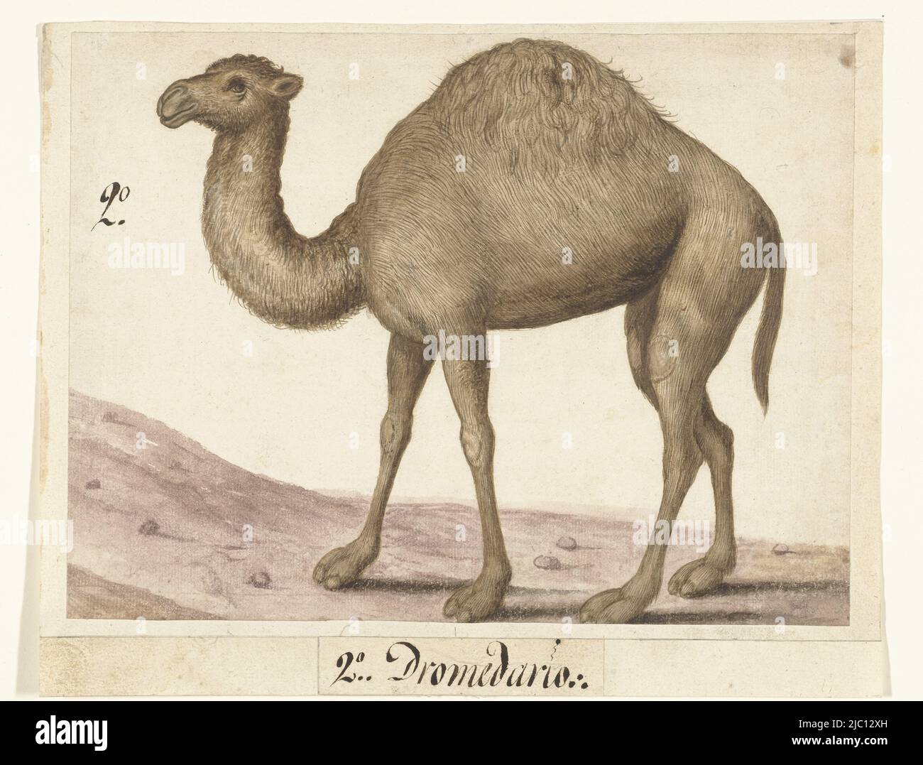 Dromedaris (Camelus dromedarius), Dromedaris Lombard album (series title), draughtsman: anonymous, Low Countries, 1560 - 1585, paper, pen, brush, h 197 mm × w 262 mm × h 225 mm × w 281 mm Stock Photo