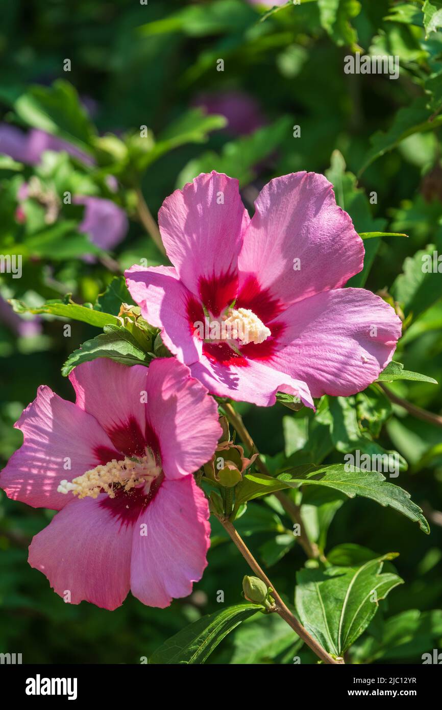 Pink flowers of Hibiscus moscheutos plant closeup. Hibiscus moscheutos
