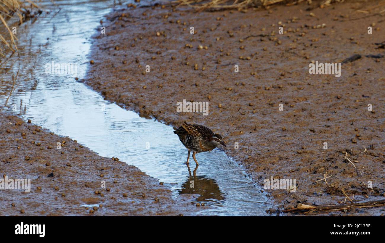 Banded Rail looking for food on the mudflats, Abel Tasman National Park, south island, Aotearoa / New Zealand. Stock Photo