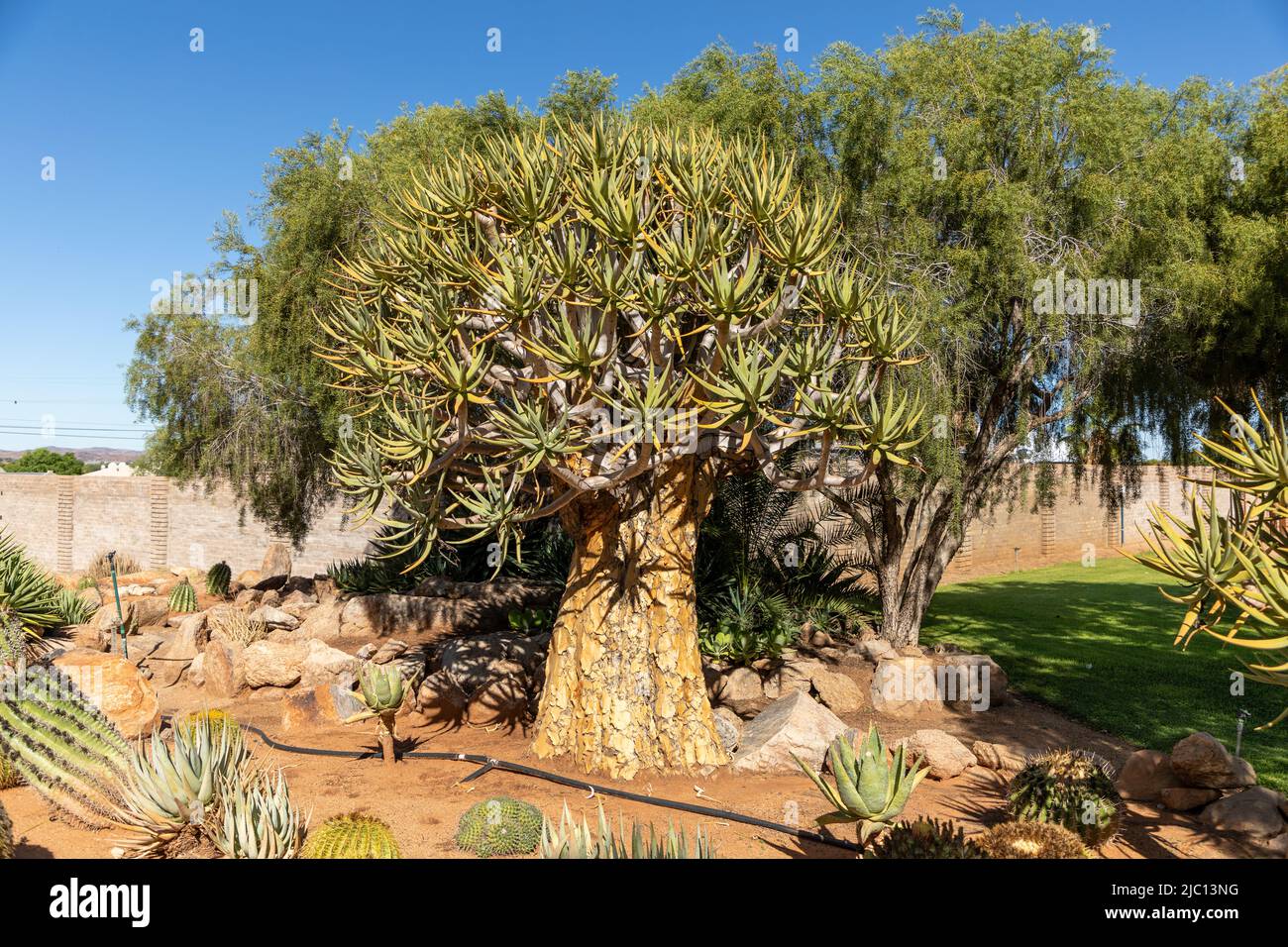 Large Quiver tree growing in a garden with other succulent plants and a tree behind it. Quiver tree is know in Afrikaans as a Kokerbom Stock Photo