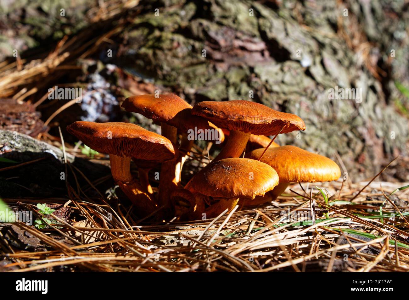 Brown mushrooms, photographed side on, have grown through the needles dropped by a tree. Their gills are visible. Stock Photo