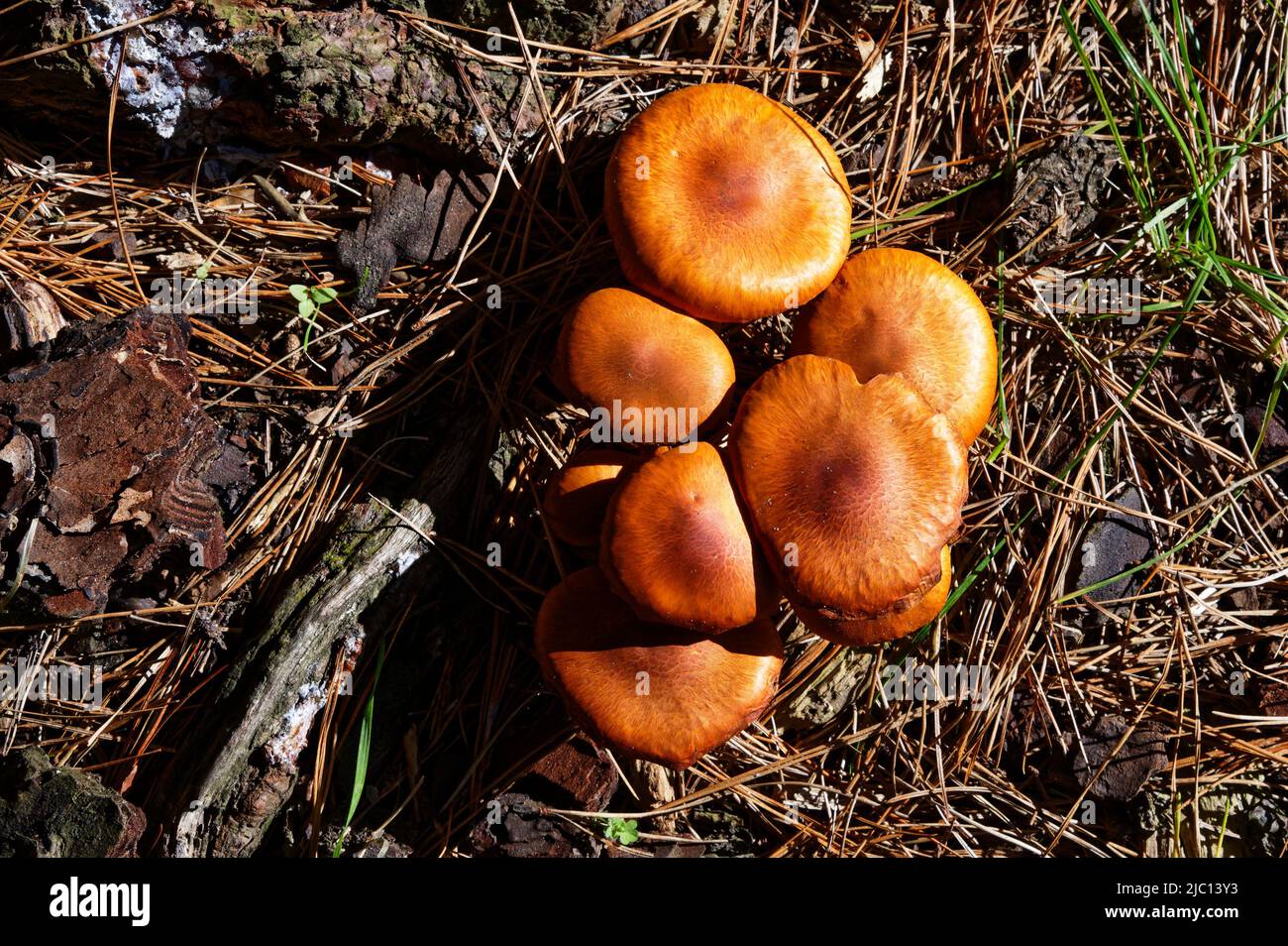 Brown mushrooms grown through pine needles in a paddock. Stock Photo