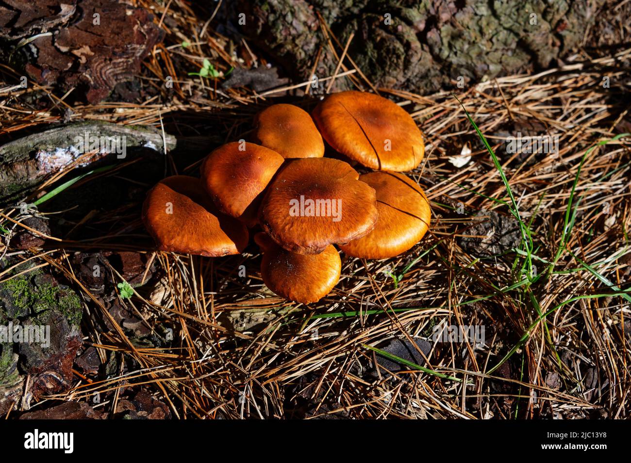 Mushrooms growing at the base of a tree are surround by the pine needles. Stock Photo