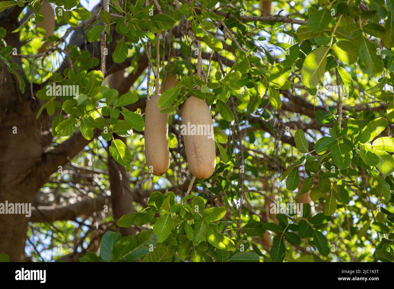 Selective focus on two seed pods hanging in what is called a sausage tree.  Scientific name is Kigelia africana. Also know as the Worsboom Stock Photo