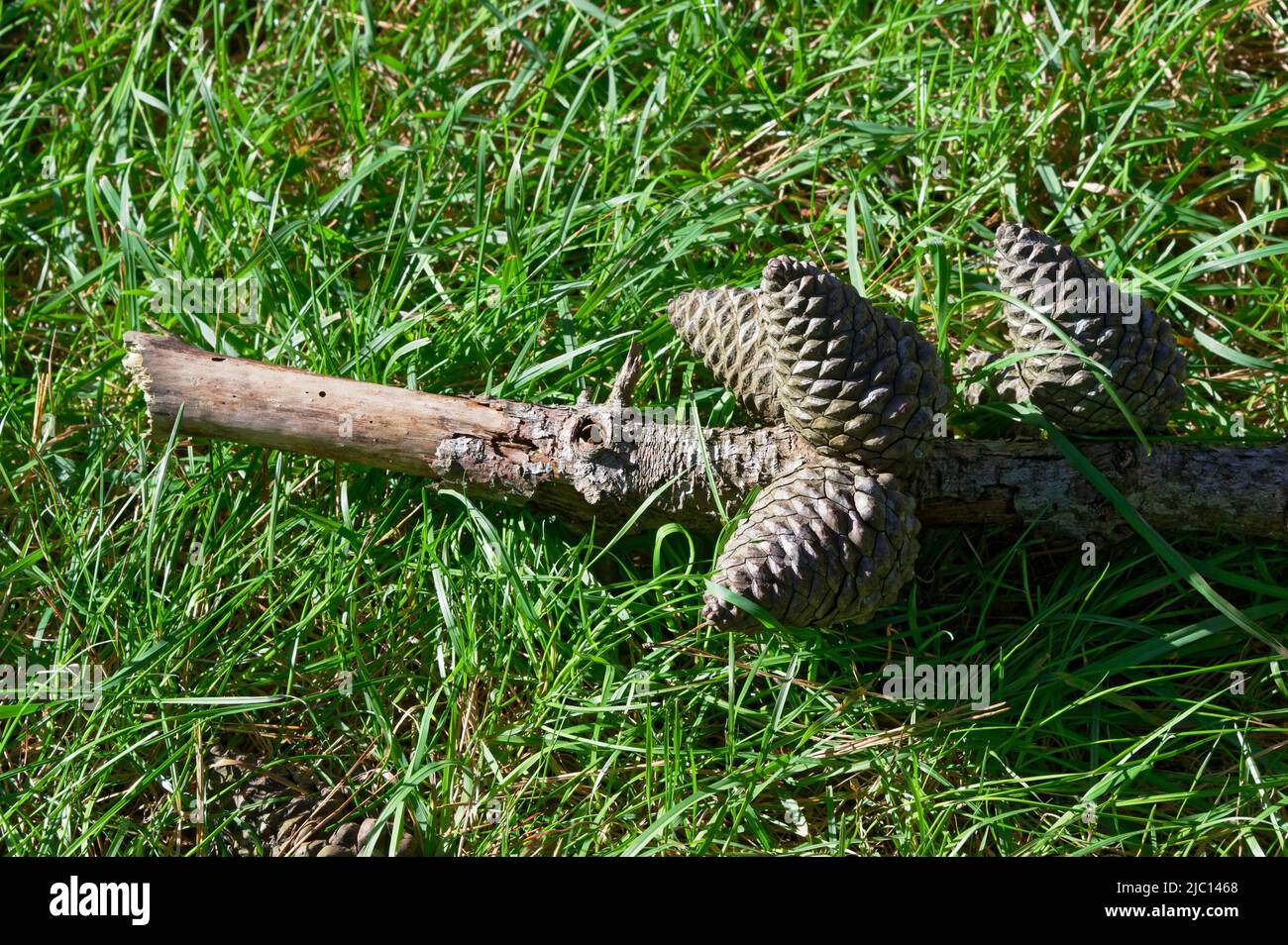 Pine cones have fallen off the tree, they are still attached to their branch and tightly closed. Stock Photo