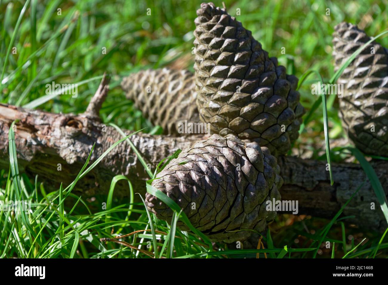 Pine cones attached to a branch lie on the ground Stock Photo
